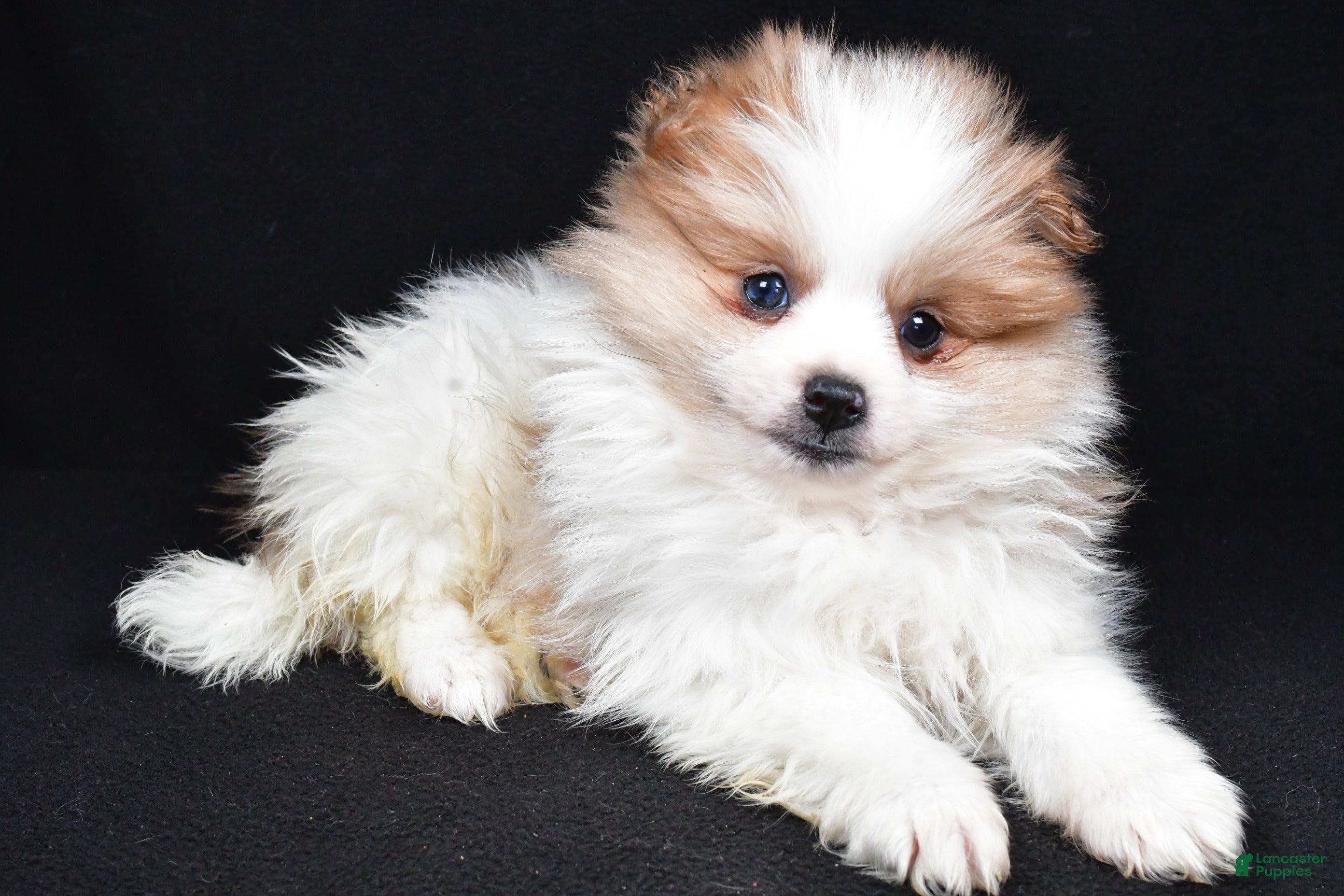 Pomeranian dogs Tripp - Ad 7