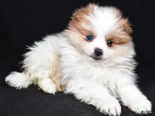 Pomeranian dogs Tripp - Ad 7