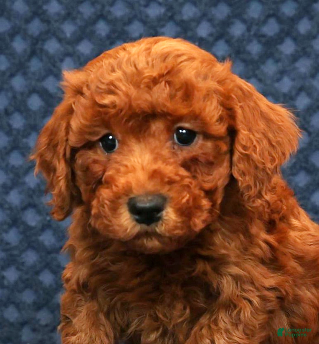 Bichpoo dogs for sale: Ender - Ad 8