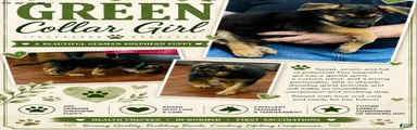German Shepherd Puppy 5