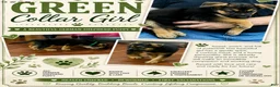 German Shepherd dogs for sale: German Shepherd Puppy 5 - Ad 1