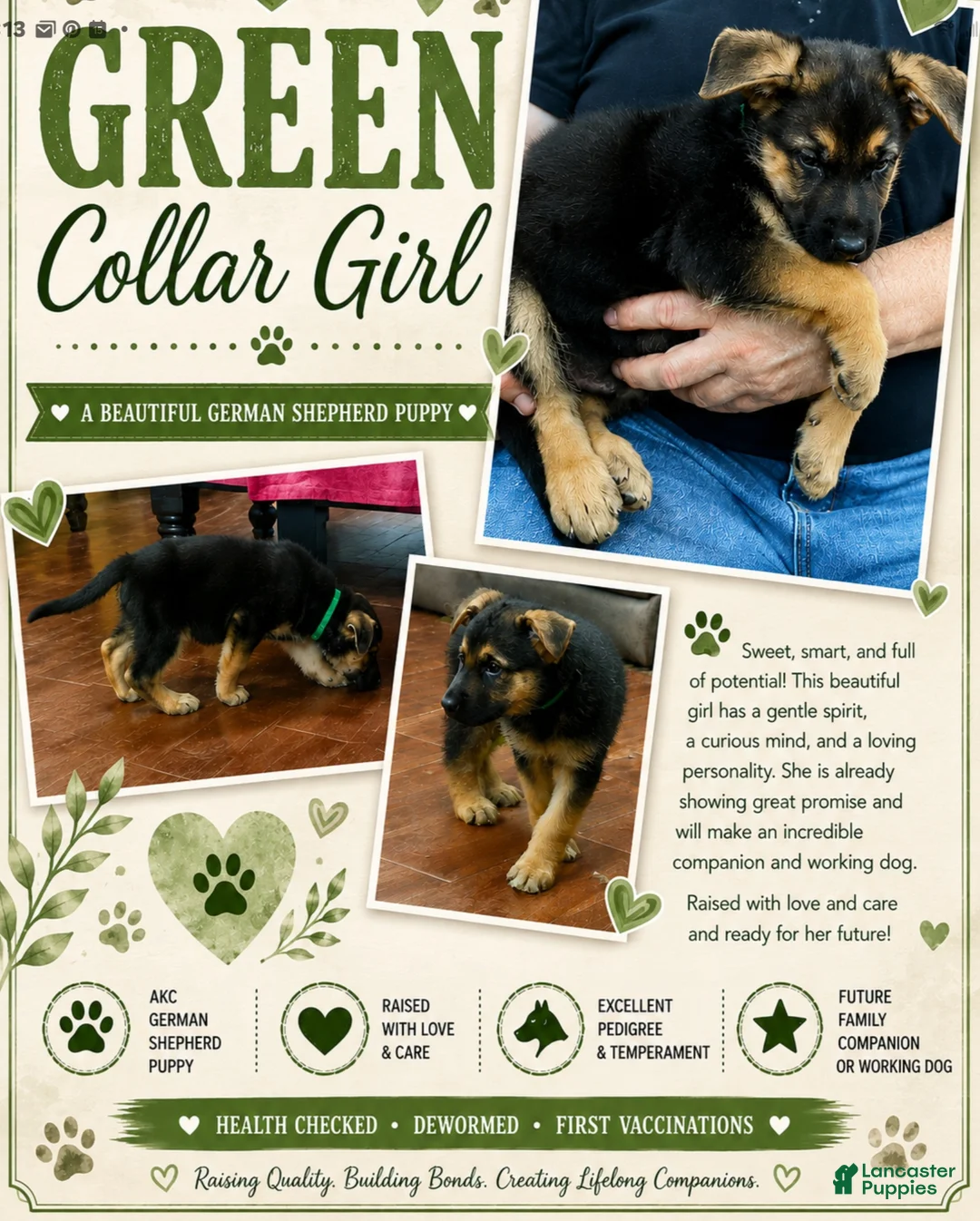 German Shepherd dogs for sale: German Shepherd Puppy 5 - Ad 1