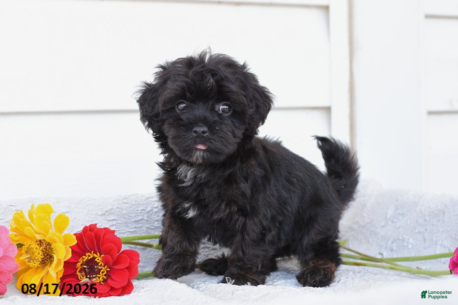 Yorkiepoo dogs Rover - Ad 2