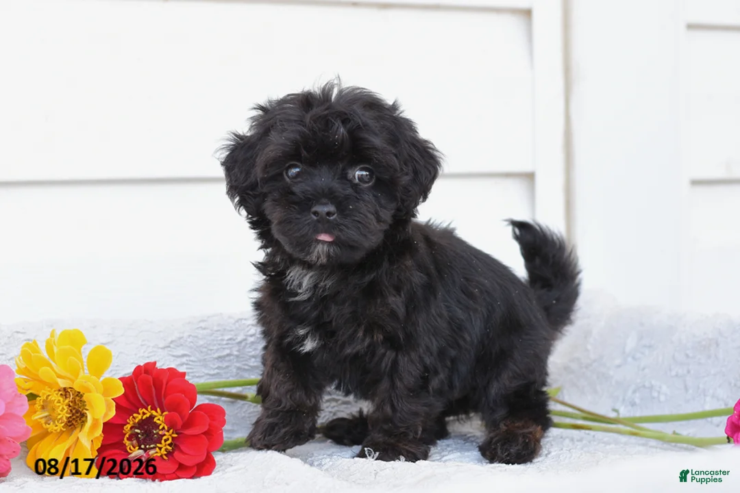 Yorkiepoo dogs for sale: Rover - Ad 2
