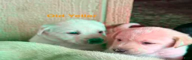 yellow male old yeller