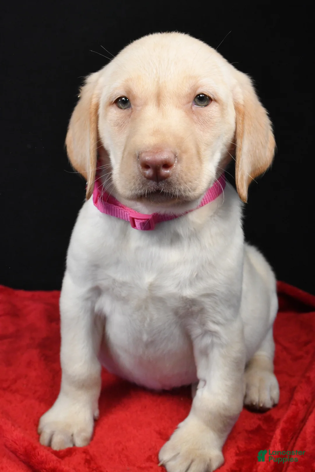 Labrador Retriever dogs for sale: Reba - Ad 7