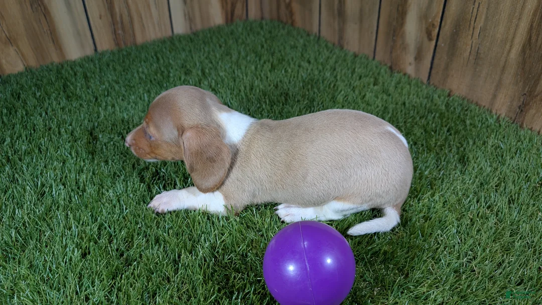 Miniature Dachshund dogs for sale: Cutie Girl 2 - Ad 6