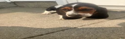 Basset Hound dogs for sale: Liam - Ad 1