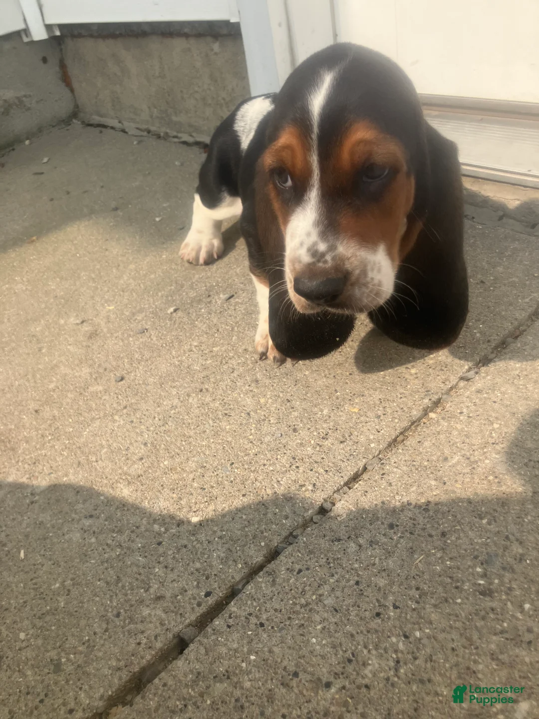 Basset Hound dogs for sale: Liam - Ad 1
