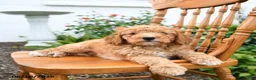 Mini Goldendoodle dogs for sale: Lucky - Ad 3