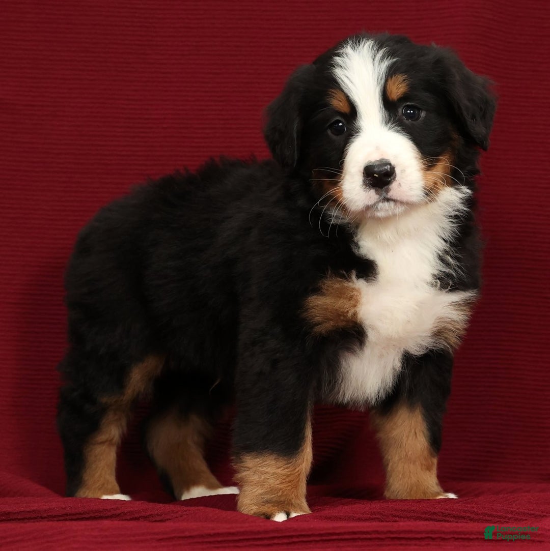 Bernese Mountain Dog dogs for sale: Buddy - Ad 4