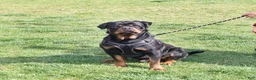 Rottweiler dogs for sale: Atlas - Ad 7