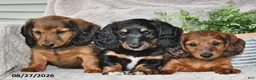 Miniature Dachshund dogs for sale: Tessie - Ad 5