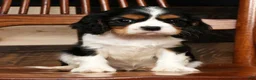 Cavalier King Charles Spaniel dogs for sale: Sparky - Ad 7