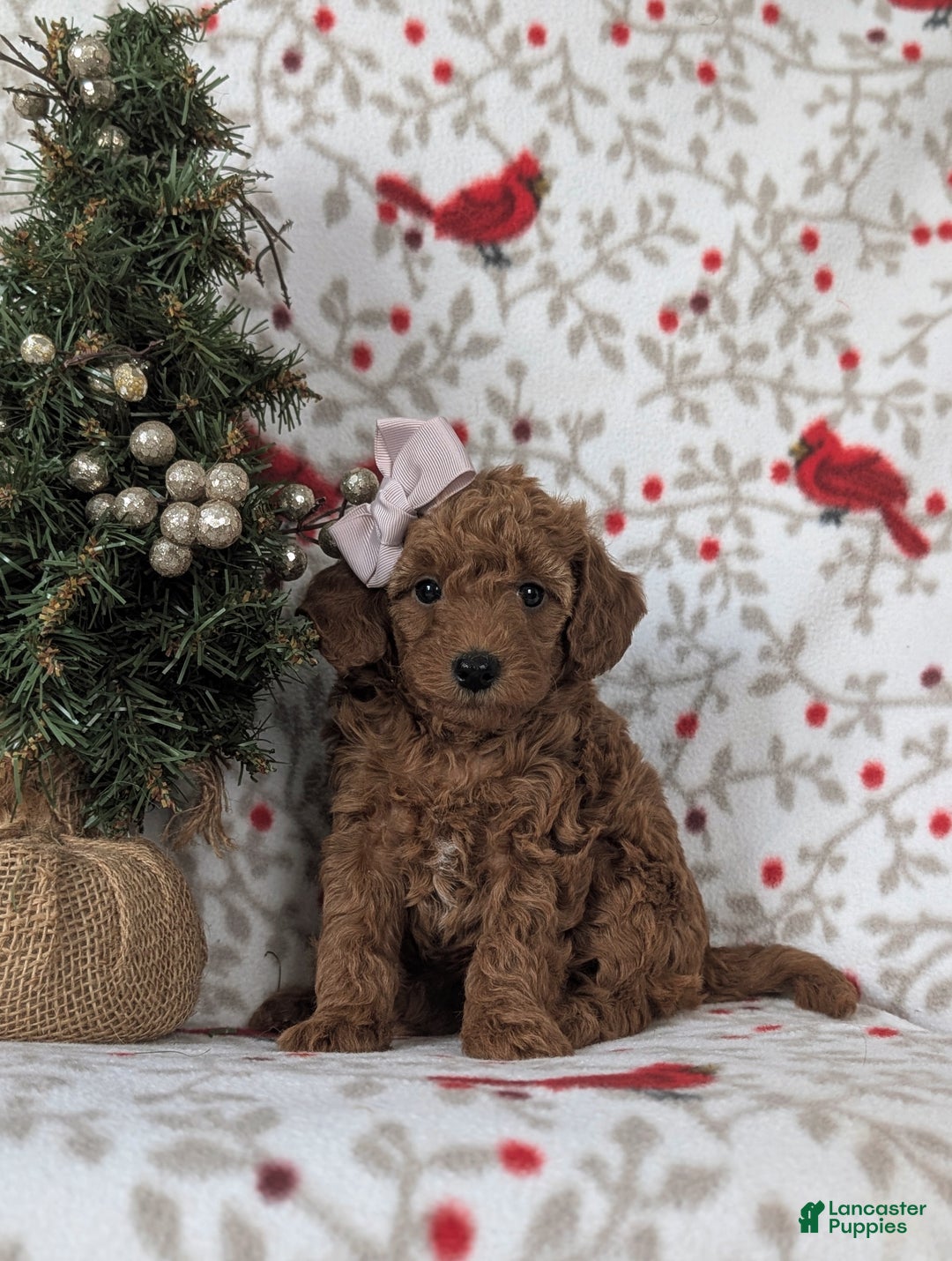 Mixed Breed dogs for sale: Chelsea Hypoallergenic - Ad 2