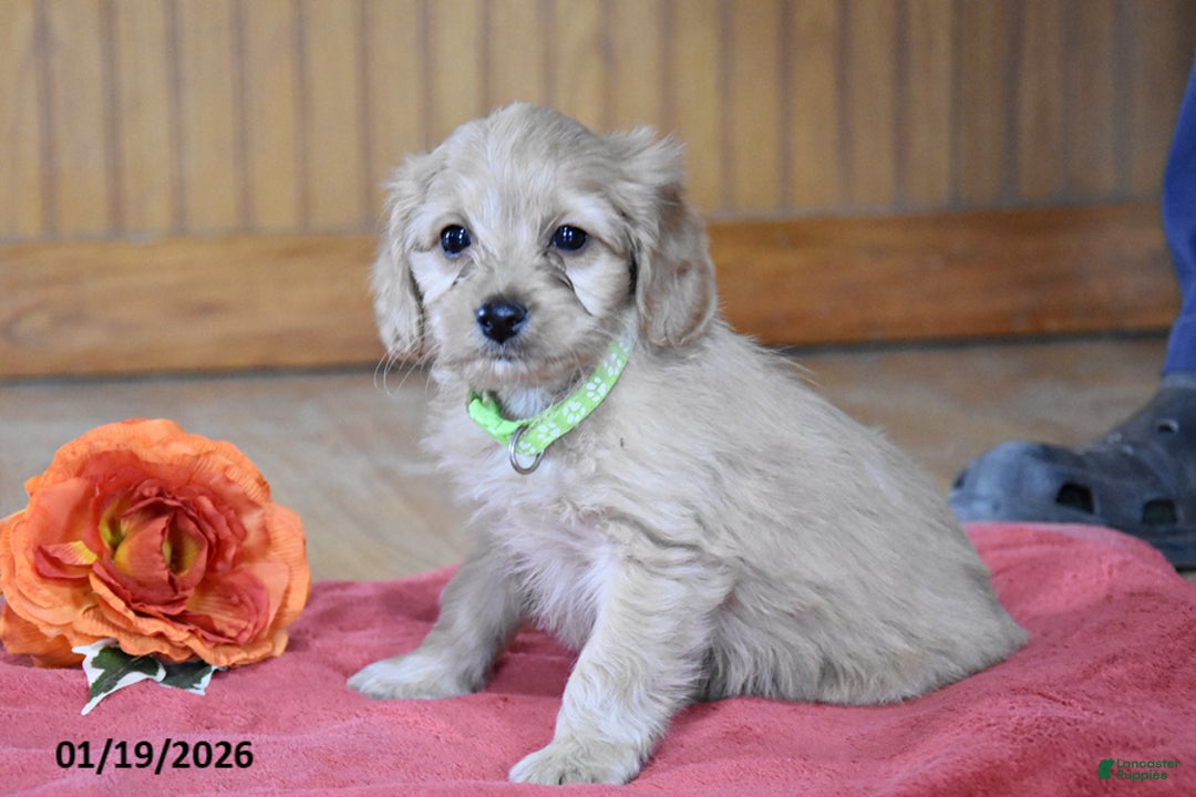 Cockapoo dogs for sale: Petunia - Ad 3
