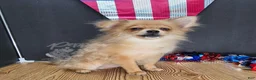 Pomeranian dogs for sale: Pepper's Long Shot - "Archer" - Ad 35