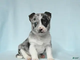 Chihuahua dogs for sale: Aaron - Ad 4