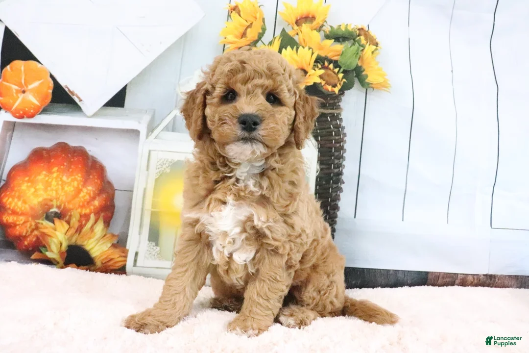 Mini Goldendoodle dogs for sale: Cliff - Ad 2