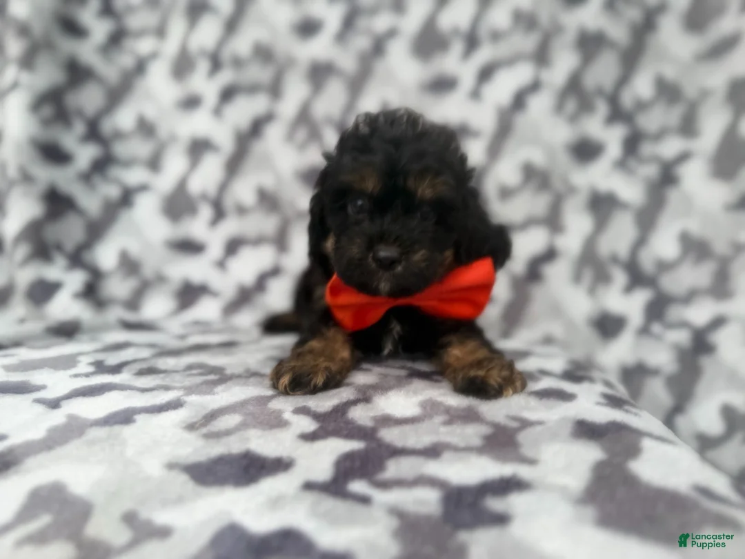 Cavapoo dogs for sale: Danny - Ad 2
