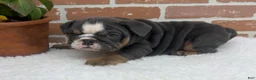 English Bulldog dogs for sale: Taylor - Ad 7