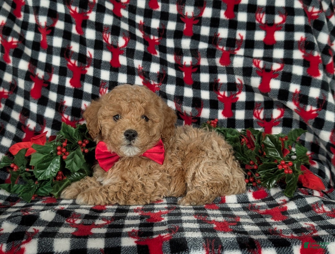 Havapoo dogs for sale: Blaze Ready for Christmas! - Ad 4