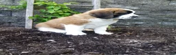 Saint Bernard dogs for sale: Molly  - Ad 2