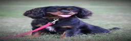 Cavapoo dogs for sale: Sadie - Ad 4