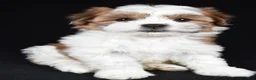 Teddy Bear dogs for sale: Candy - Ad 2