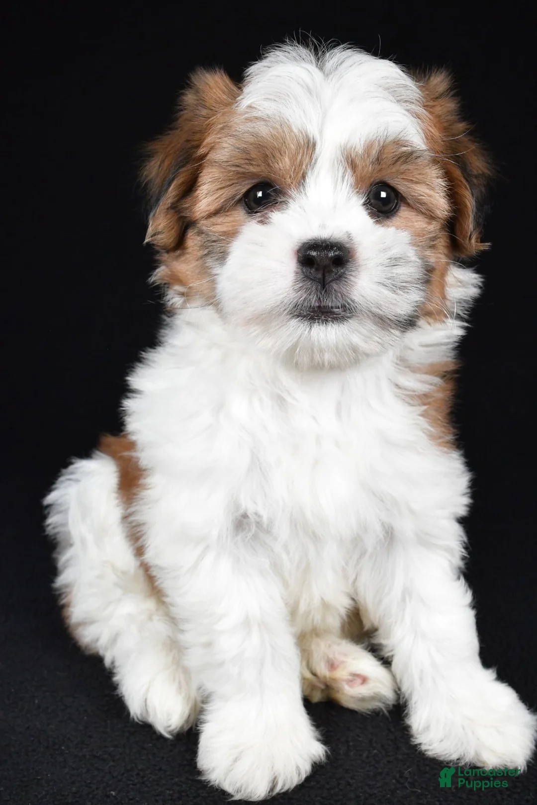Teddy Bear dogs for sale: Candy - Ad 2