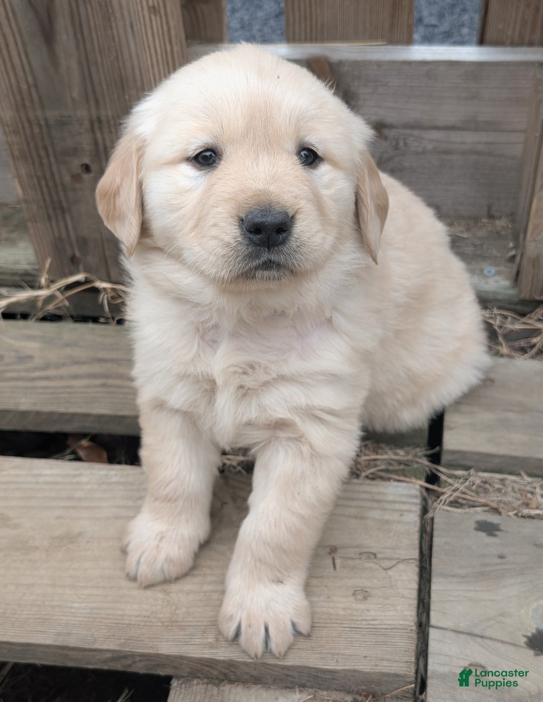 Golden Retriever dogs for sale: Coco - Ad 6