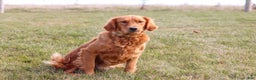 Miniature Golden Retriever dogs for sale: Olivia - Ad 8