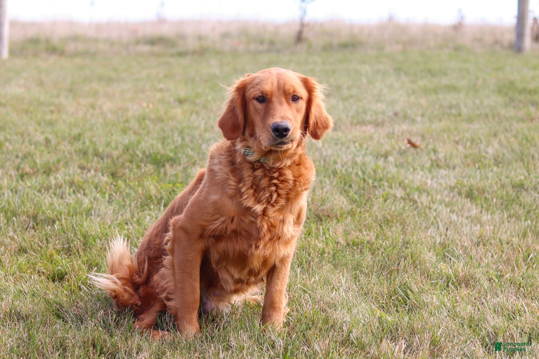 Miniature Golden Retriever dogs for sale: Olivia - Ad 8