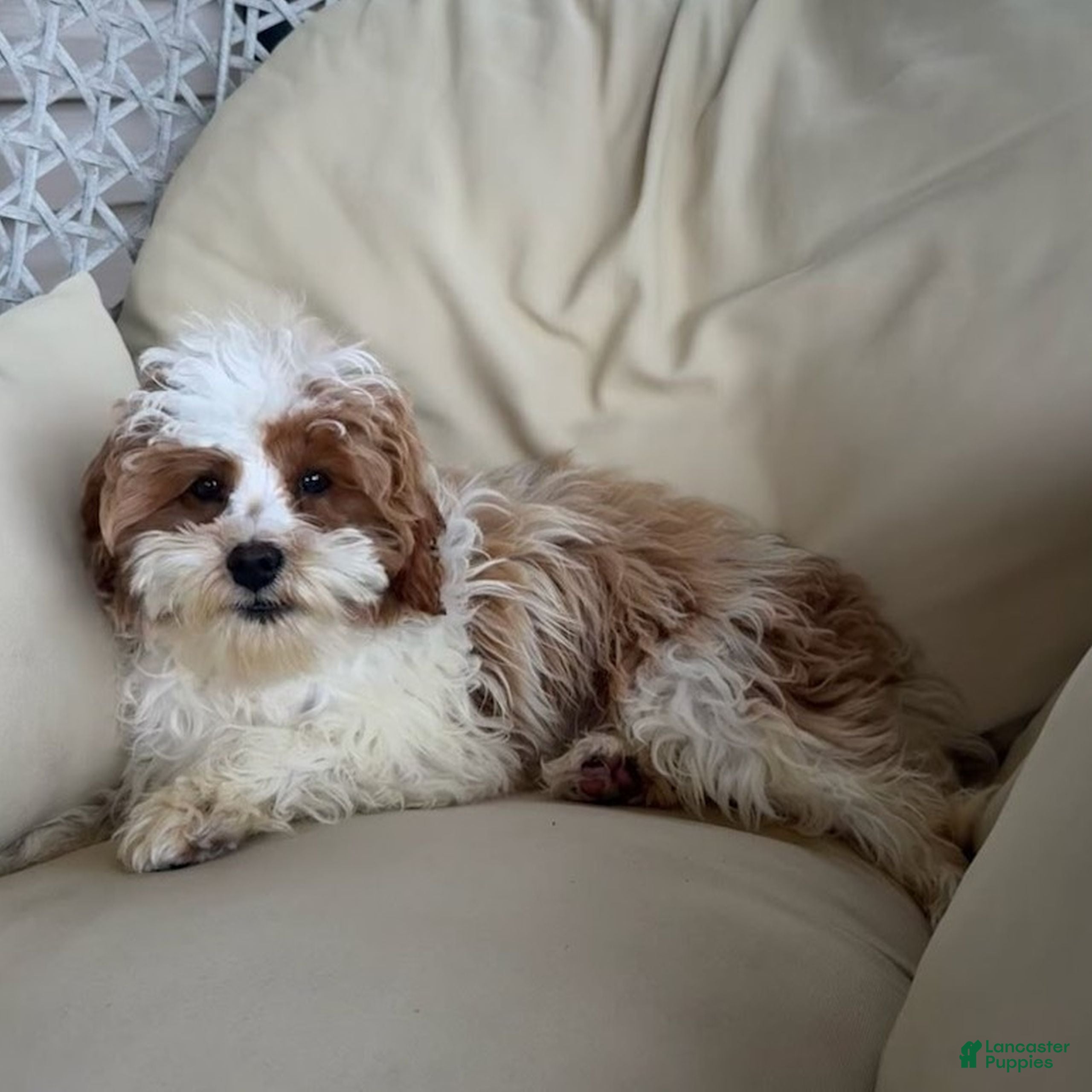 Cavapoo dogs Sam  - Ad 2