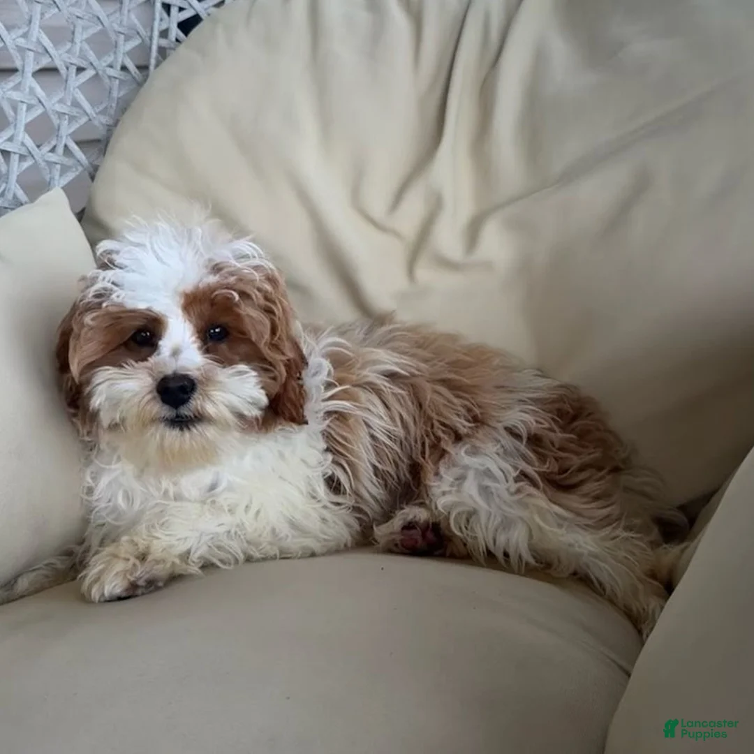 Cavapoo dogs for sale: Sam  - Ad 2