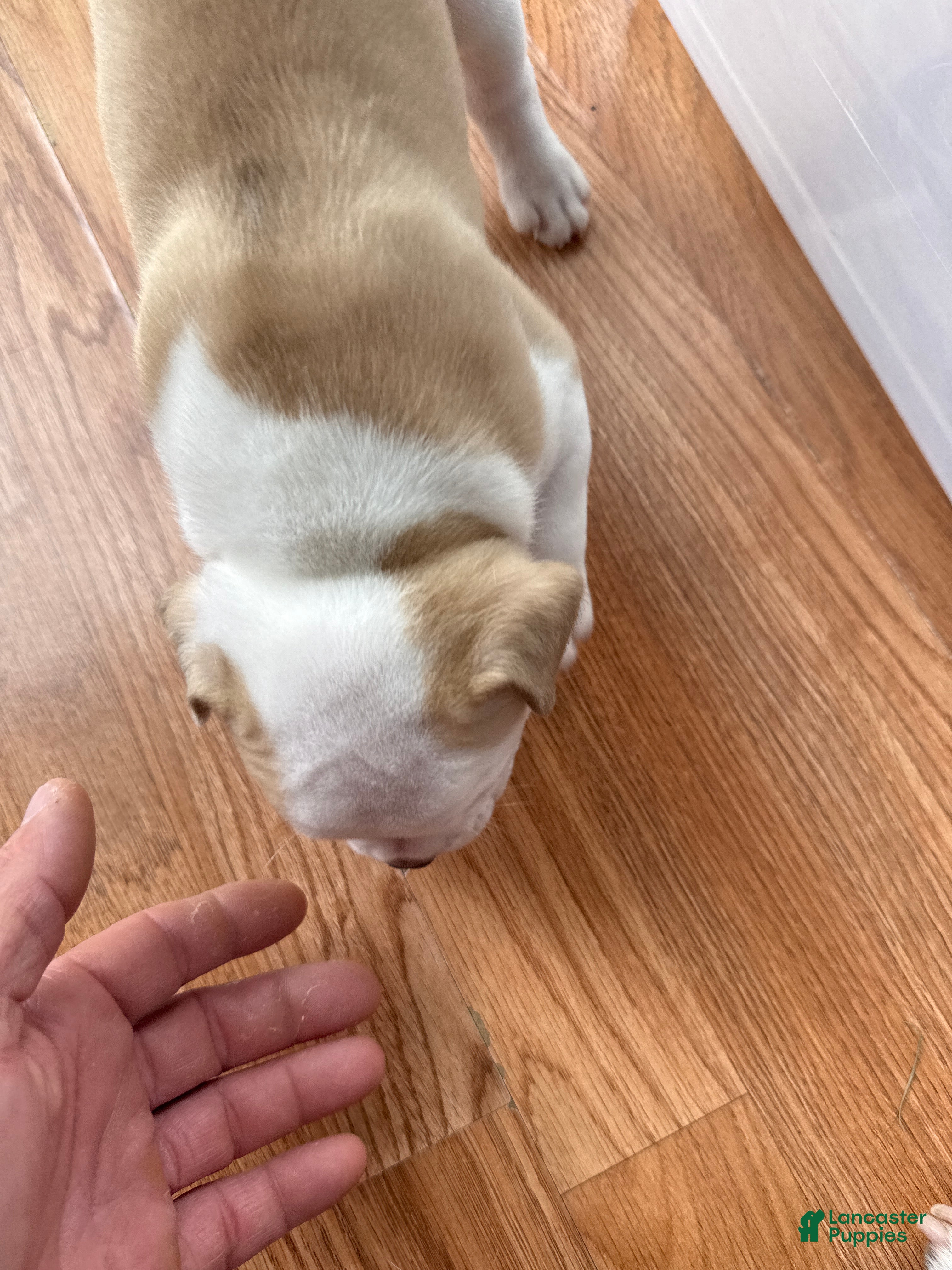 American Bully dogs American Bully 4 - Ad 1