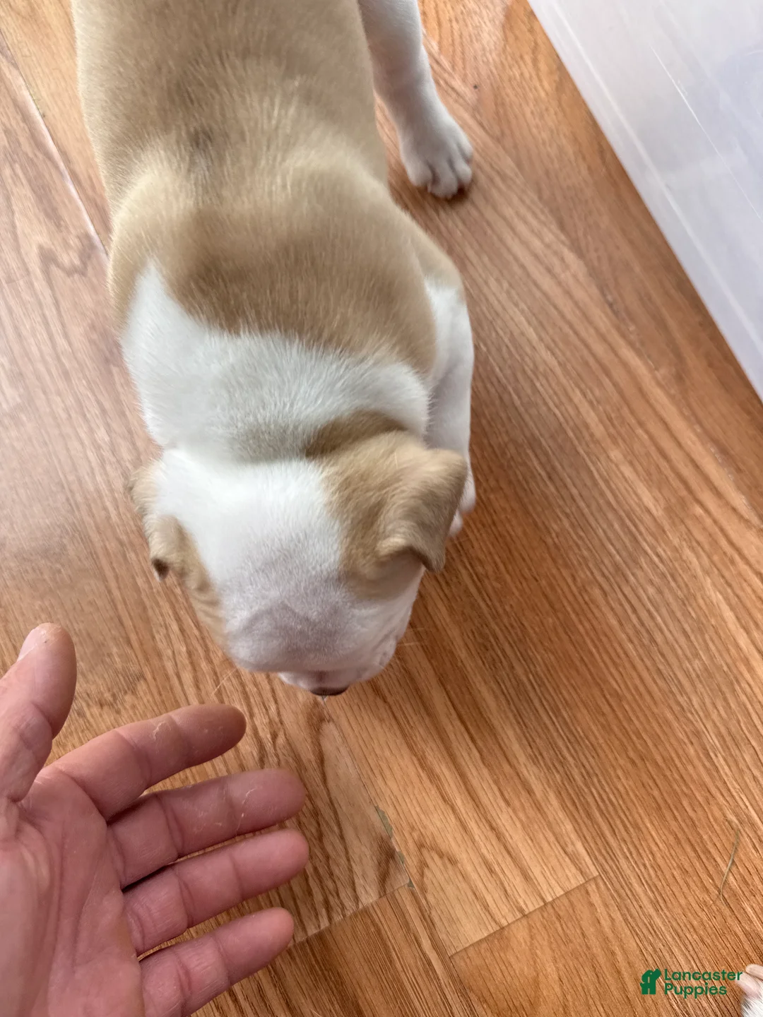 American Bully dogs for sale: American Bully 4 - Ad 1