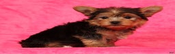 Yorkshire Terrier dogs for sale: Teddy - Ad 7