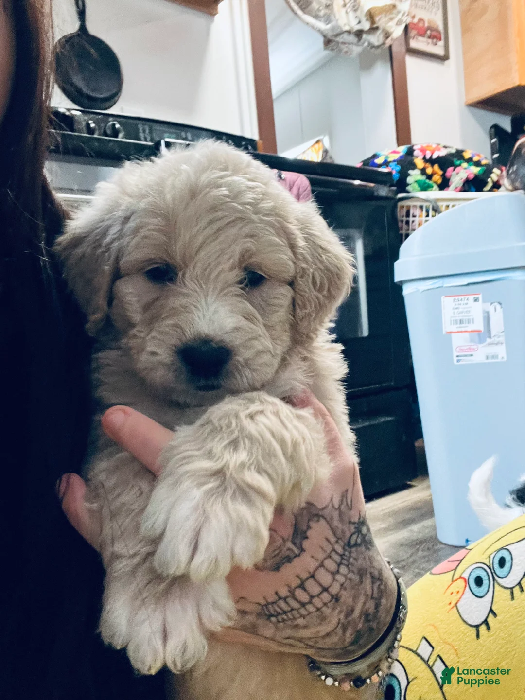 Mixed Breed dogs for sale: Marley - Ad 1