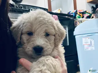 Mixed Breed dogs Marley - Ad 40