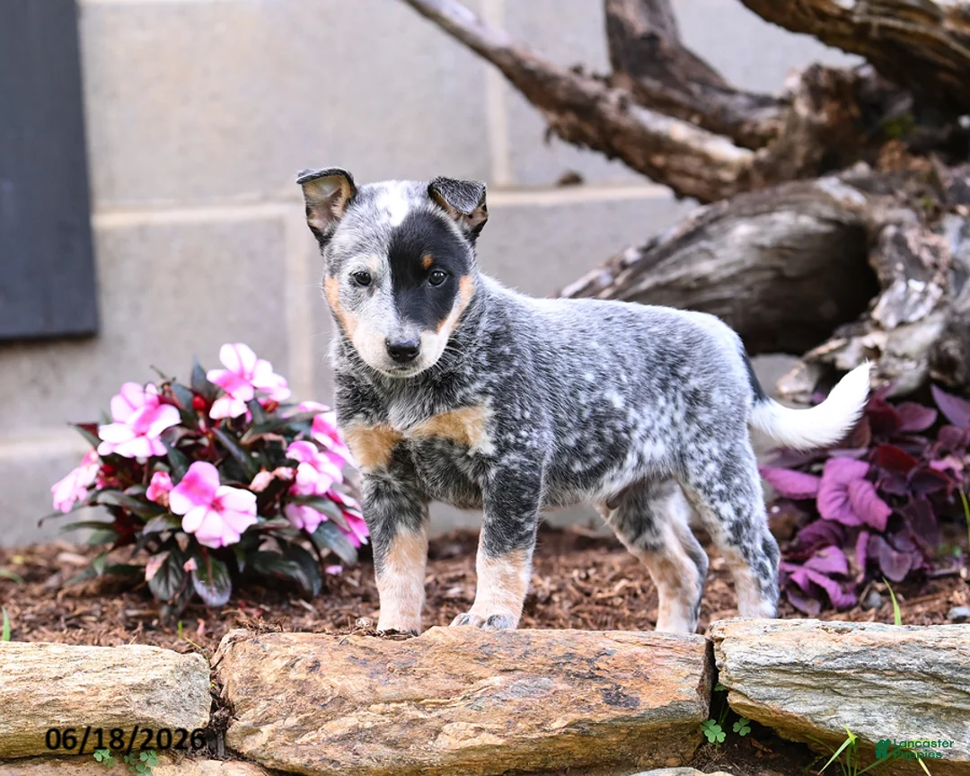 Australian Cattle Dog dogs for sale: Asher - Ad 1