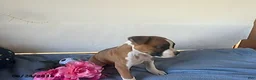 Boxer dogs for sale: Soraya - Ad 7