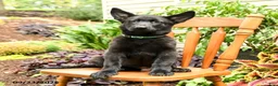German Shepherd dogs for sale: Adler - Ad 3