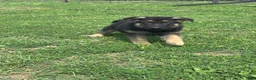 German Shepherd dogs for sale: Ace - Ad 5