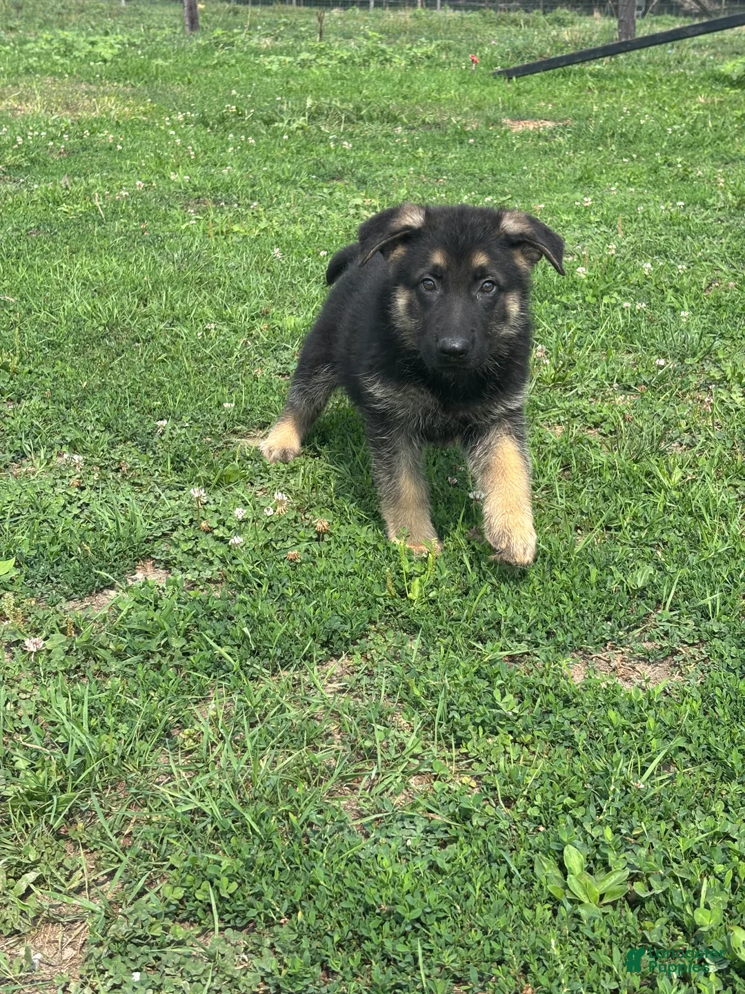German Shepherd dogs for sale: Ace - Ad 5