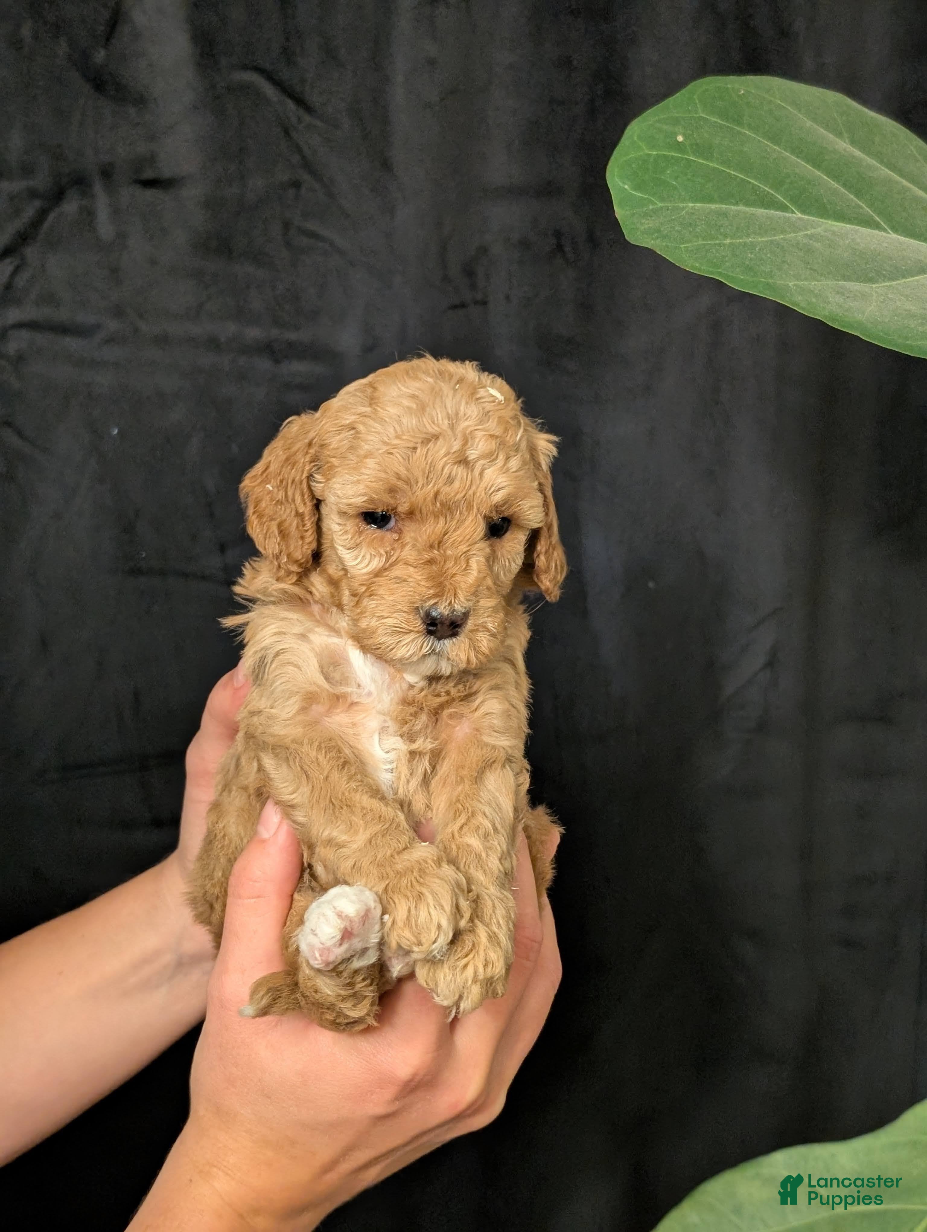 Cavapoo dogs Elsa - Ad 2