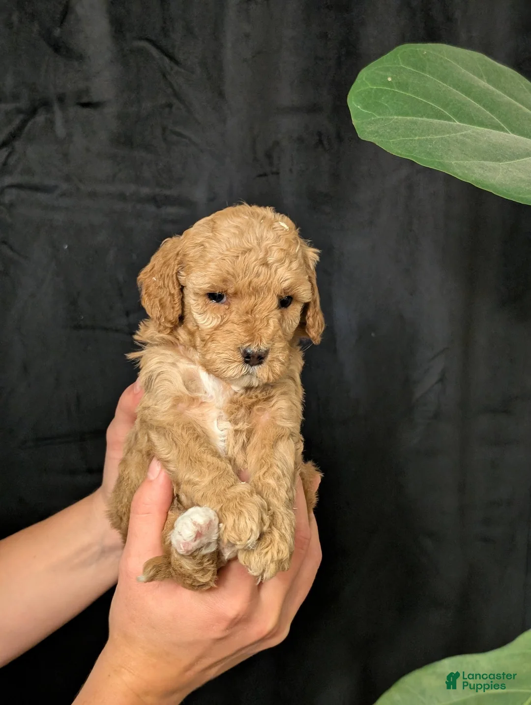 Cavapoo dogs for sale: Elsa - Ad 2