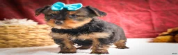 Yorkshire Terrier dogs for sale: DEXTER - Ad 19