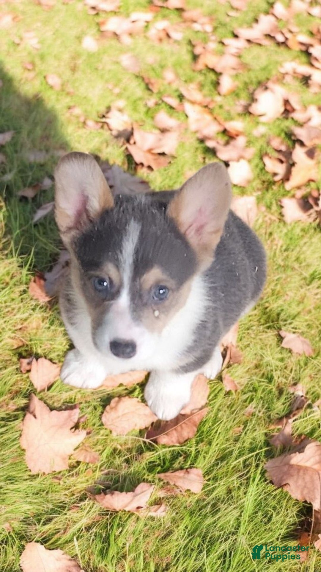 Welsh Corgi Pembroke dogs for sale: Annie Bluie  - Ad 9