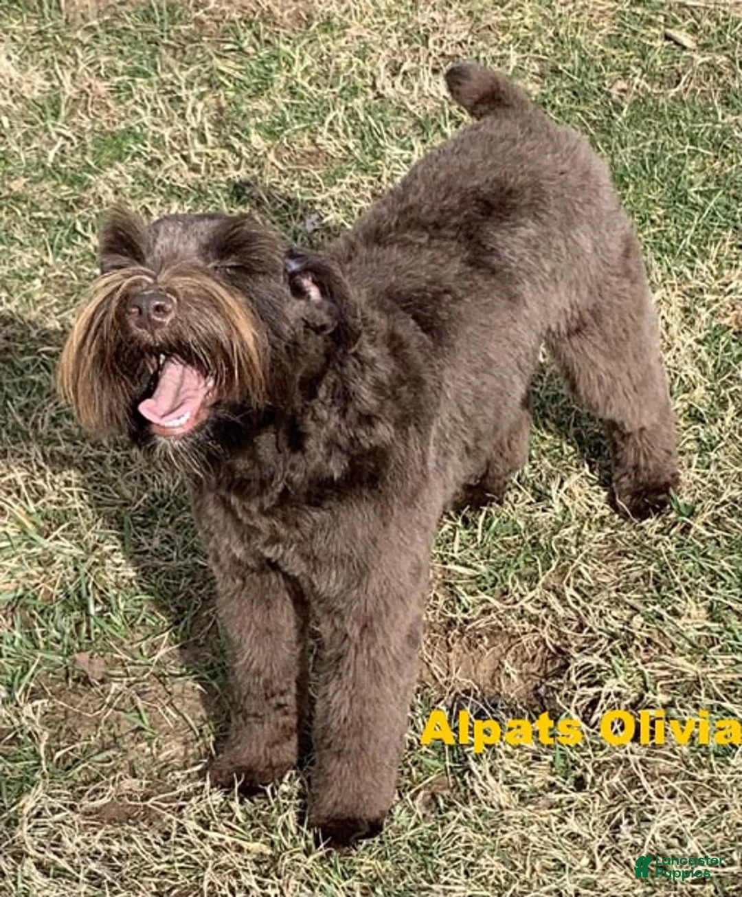 Miniature Schnauzer dogs for sale: Red ID Boy - Ad 11